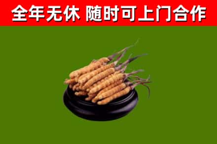 淮安市回收冬虫夏草