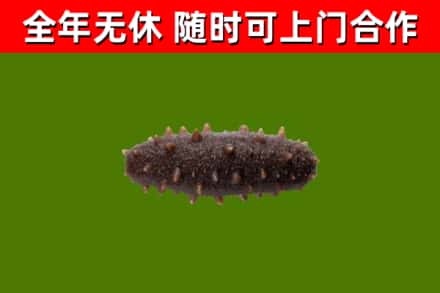 淮安市回收海参干